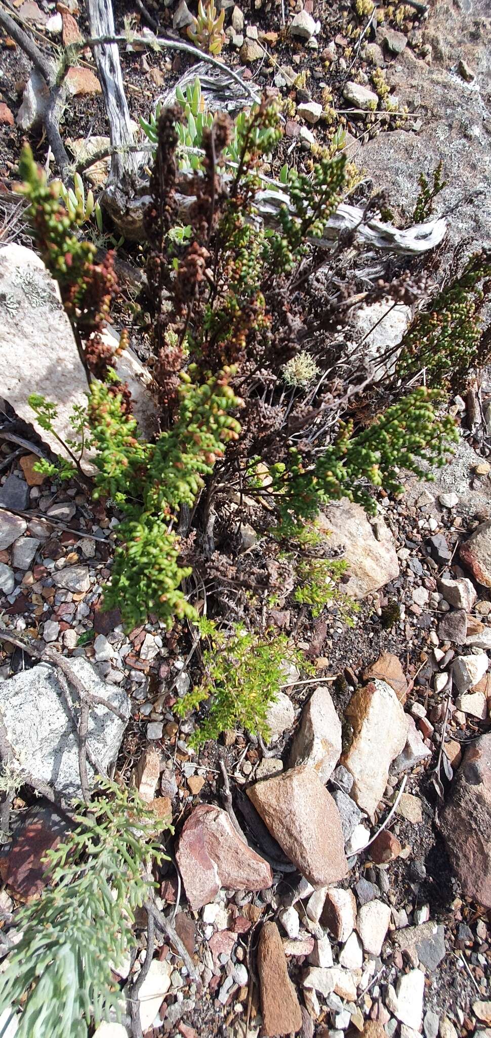 Image of Cheilanthes multifida subsp. multifida