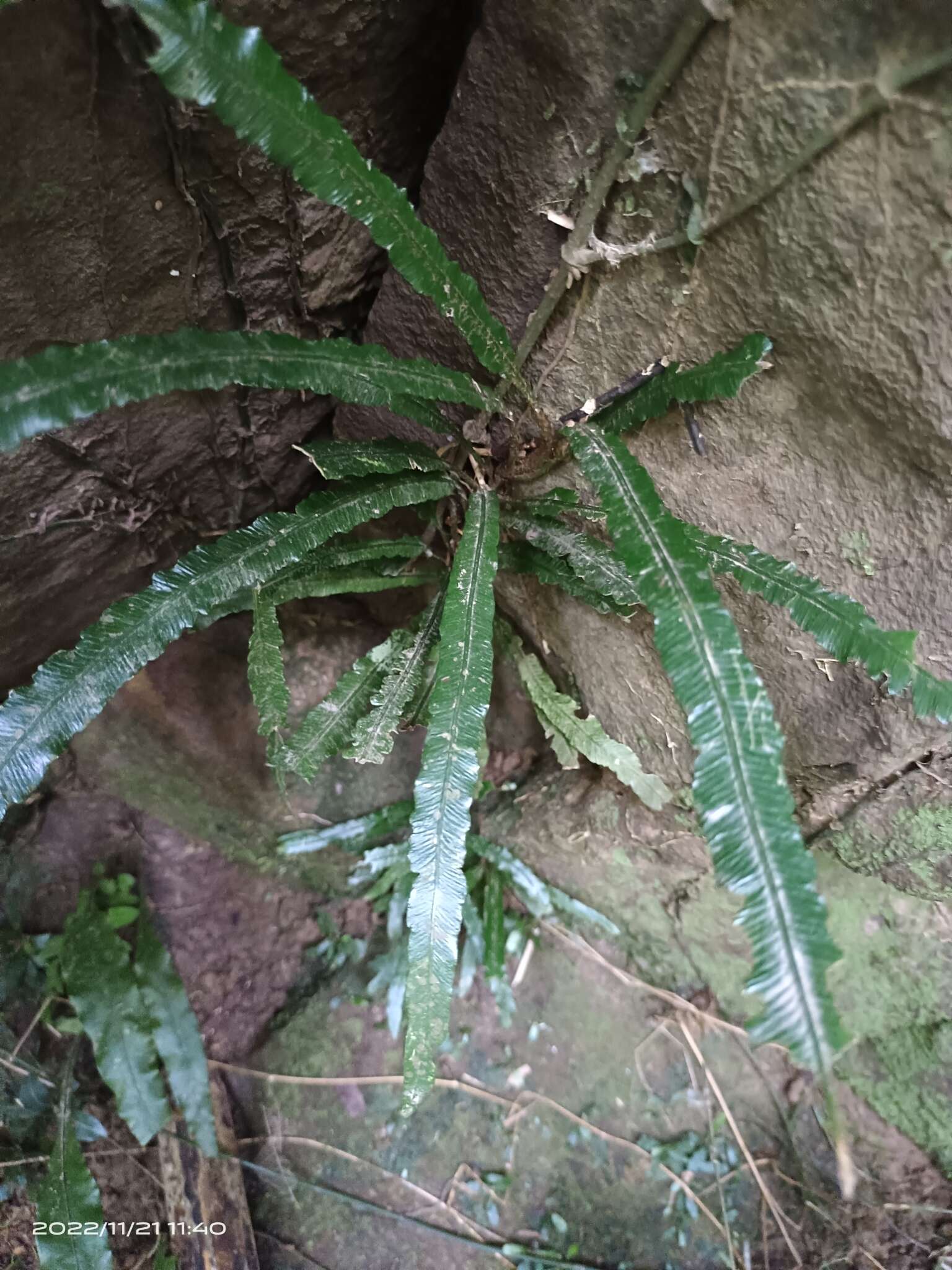 Image of Lomariopsis boninensis Nakai