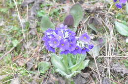 Image of Primula griffithii (Watt) Pax