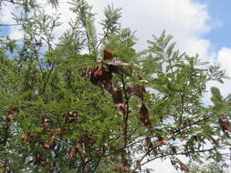 Imagem de Albizia amara subsp. sericocephala (Benth.) Brenan