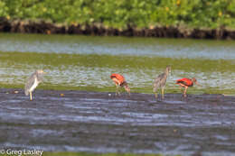 Image of Scarlet Ibis