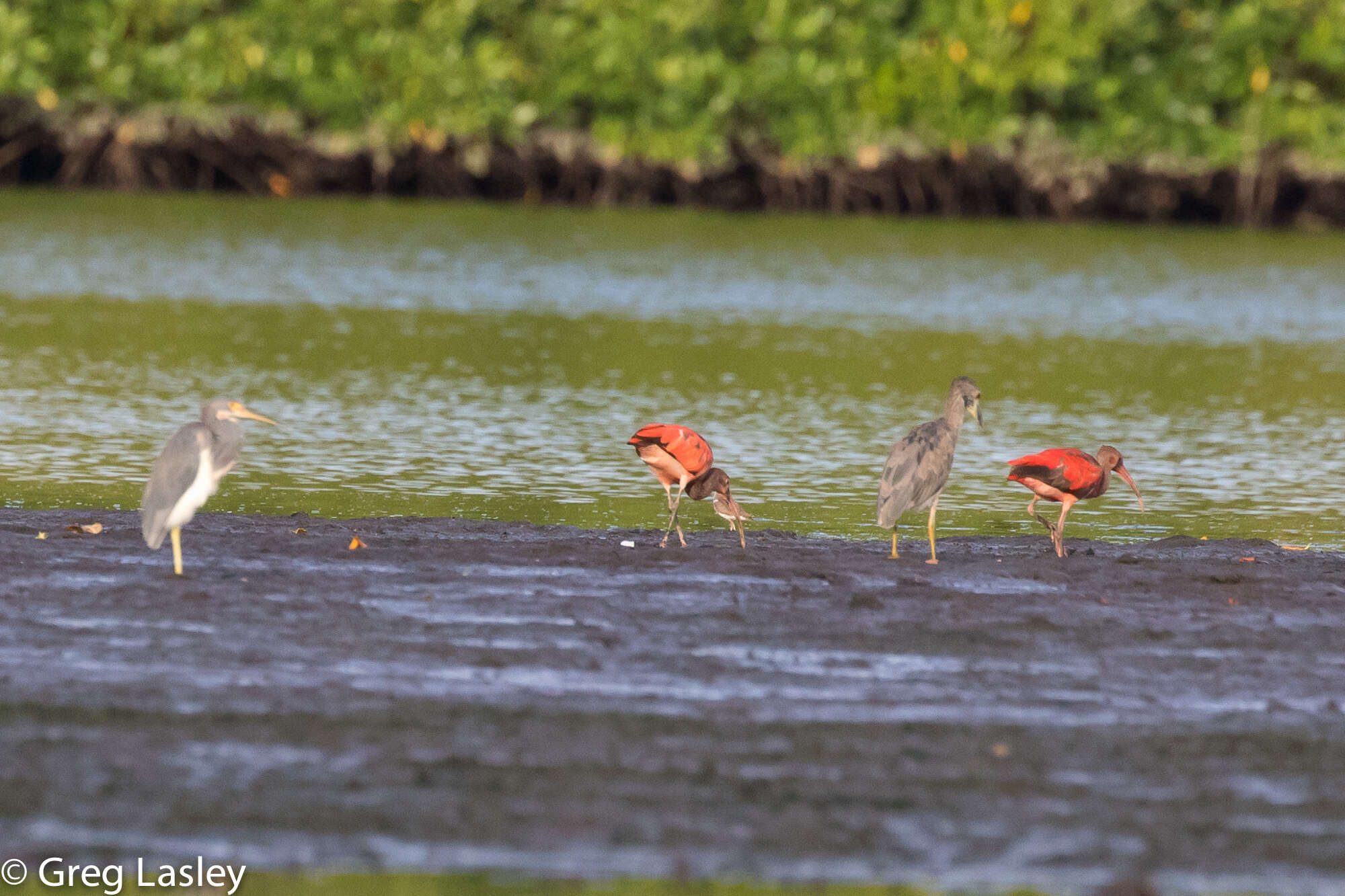 Image of Scarlet Ibis