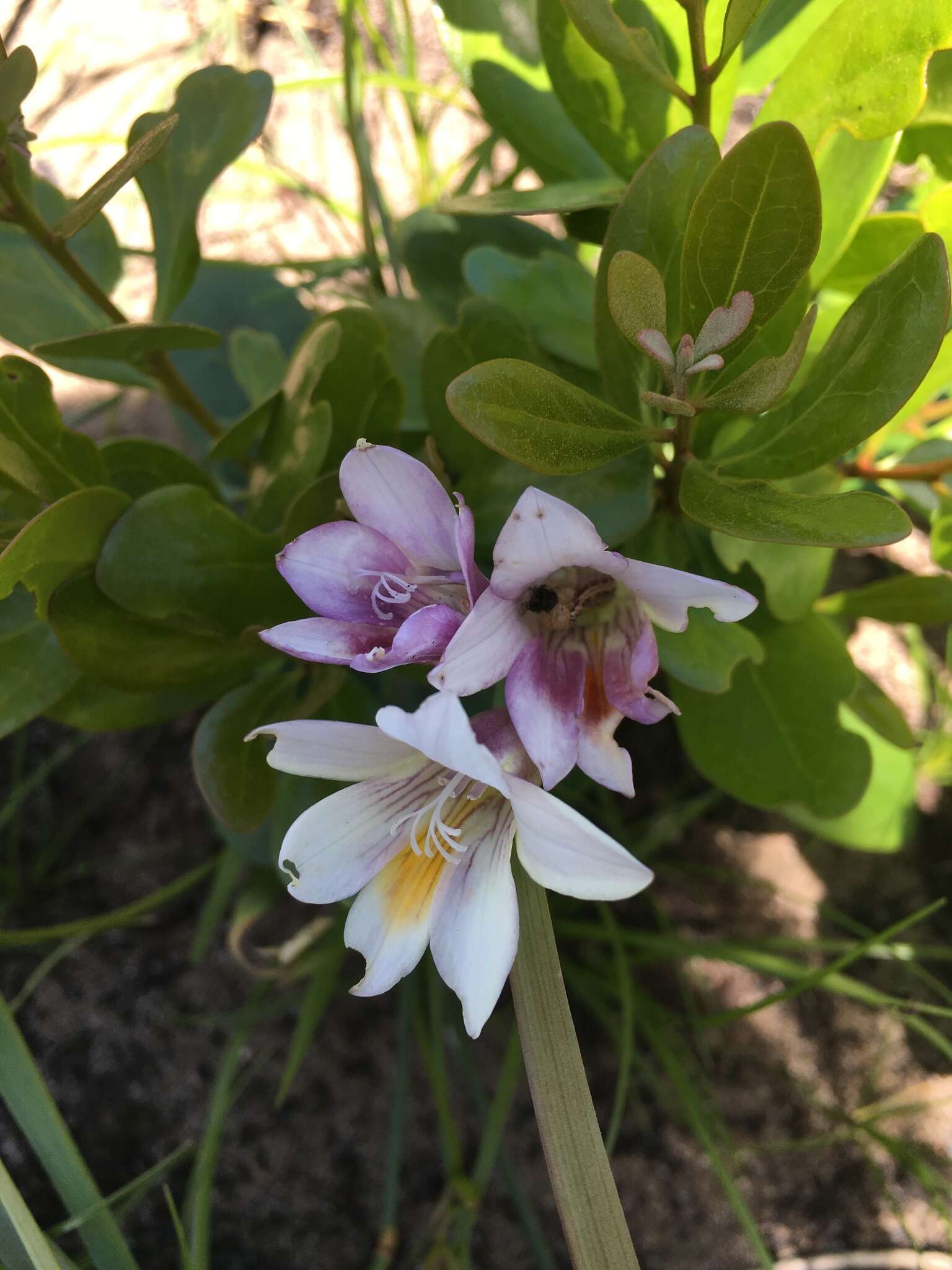 Freesia leichtlinii subsp. alba (G. L. Mey.) J. C. Manning & Goldblatt resmi