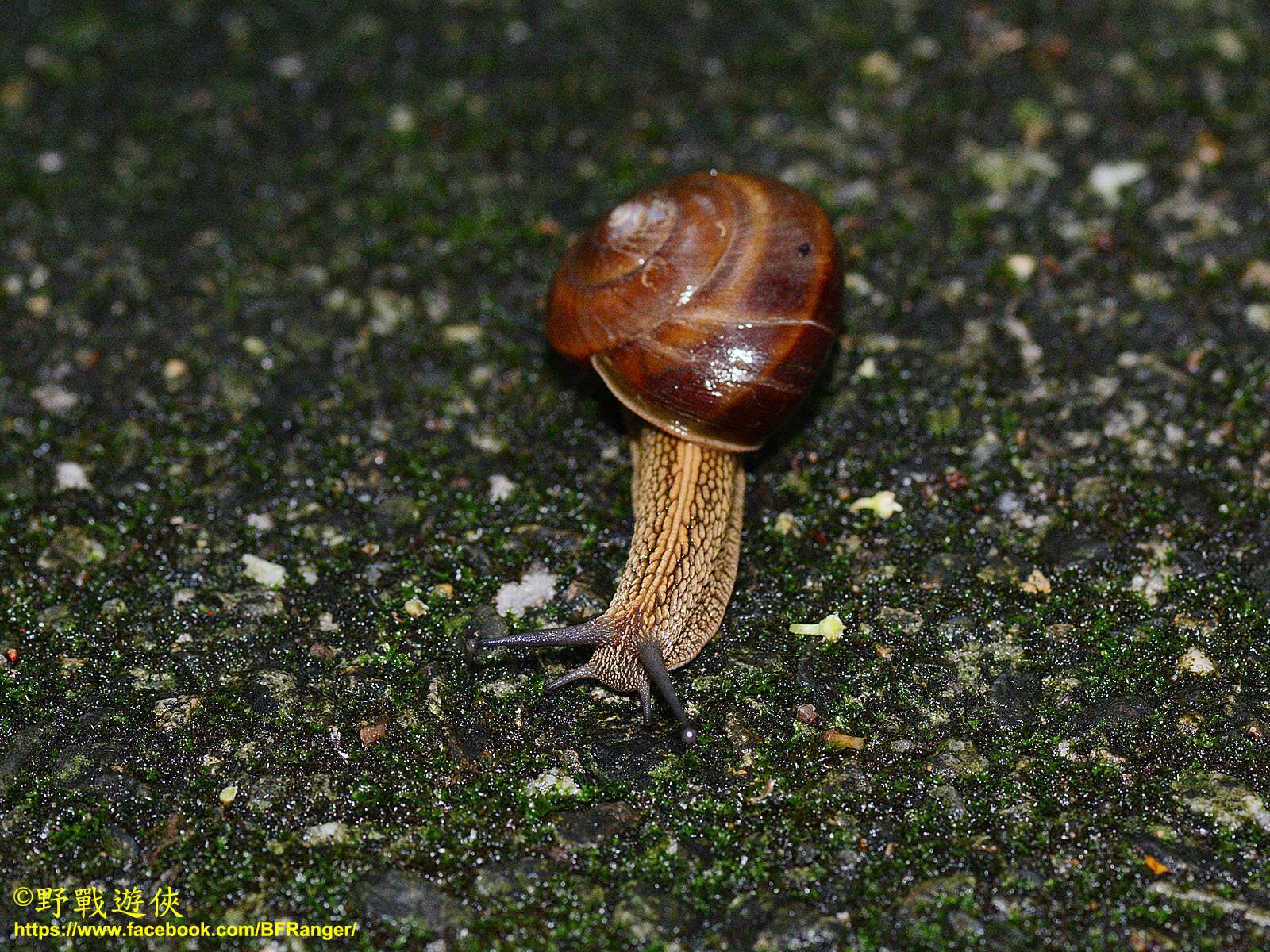 Image of Nesiohelix swinhoei (L. Pfeiffer 1866)