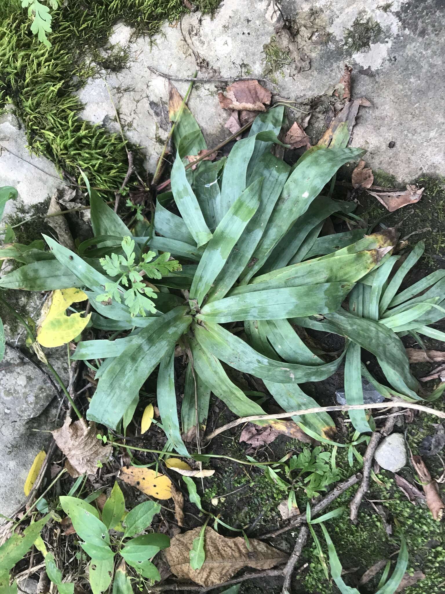 Imagem de Carex platyphylla J. Carey