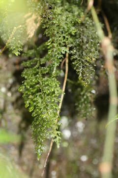 Image de Hymenophyllum badium Hook. & Grev.