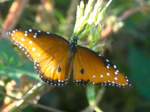 Sivun Danaus gilippus thersippus (H. Bates 1863) kuva