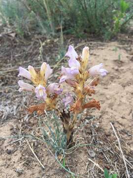 Image of Phelipanche arenaria (Borkh.) Pomel