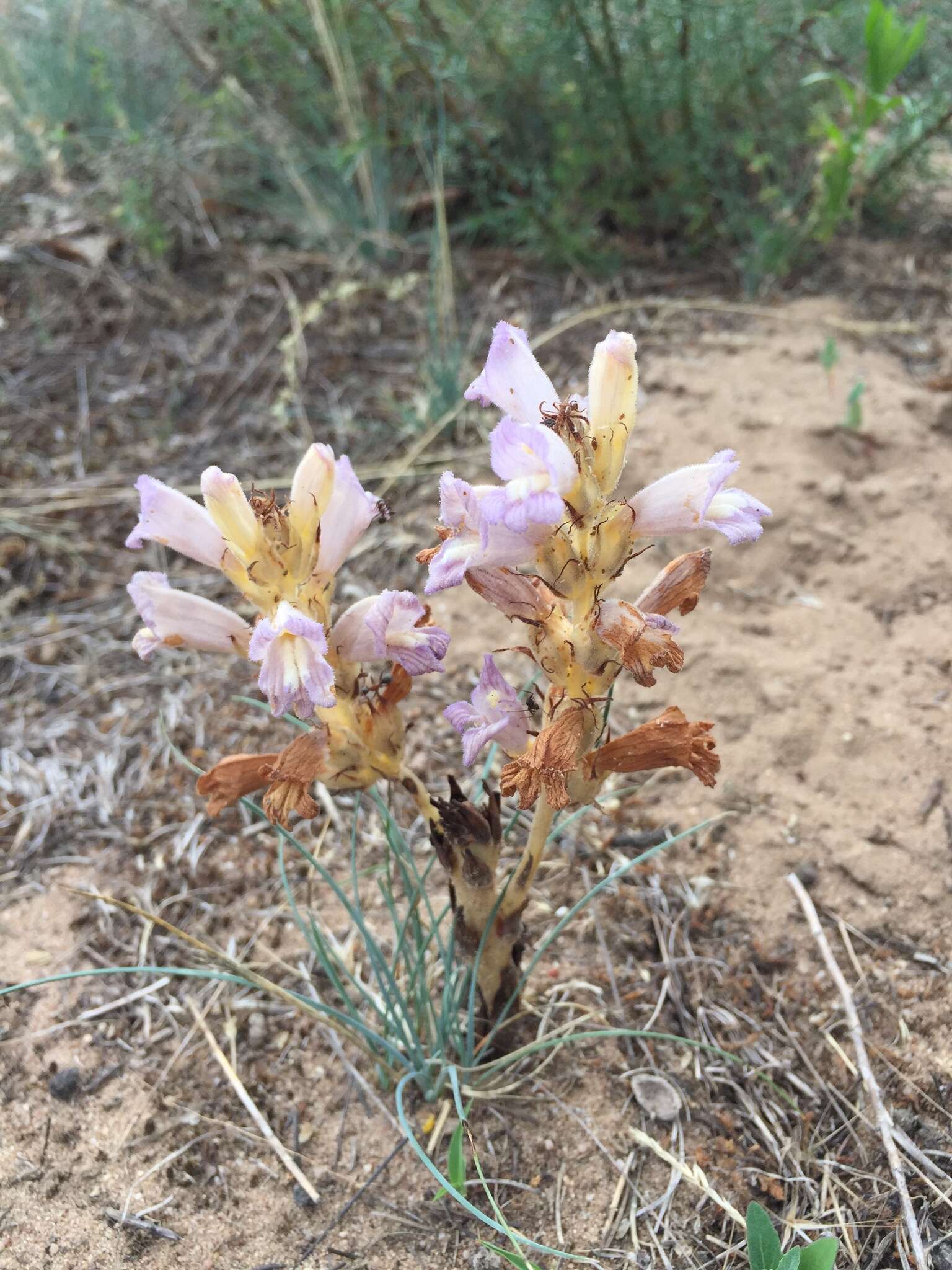 Image de Phelipanche arenaria (Borkh.) Pomel