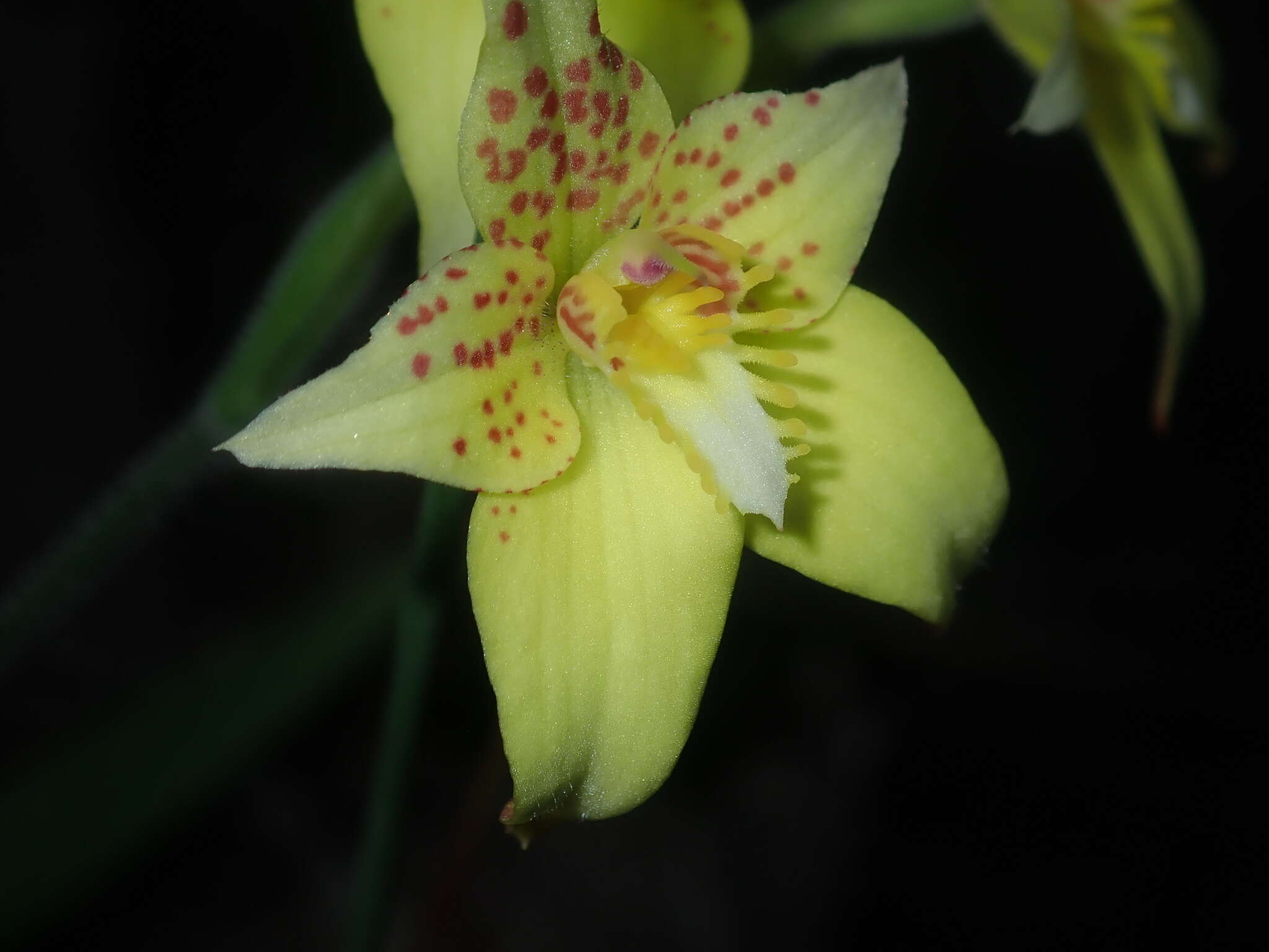 Image de Caladenia flava subsp. maculata Hopper & A. P. Br.