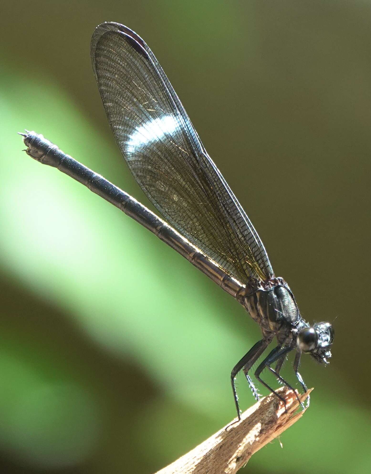 Image de Euphaea refulgens Hagen ex Selys 1853