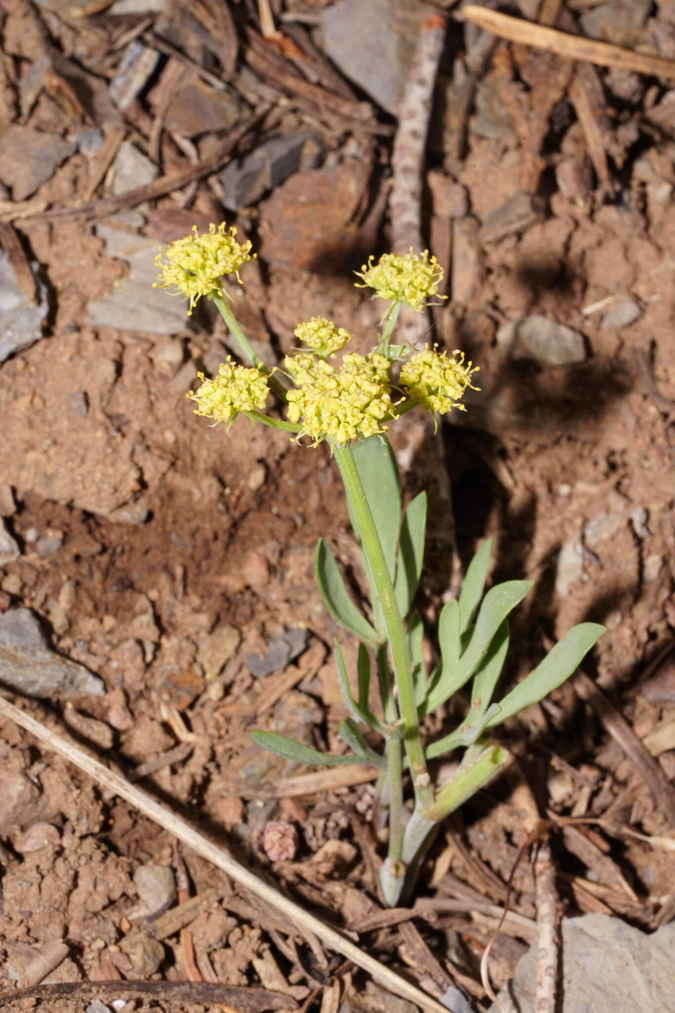 Imagem de Lomatium triternatum var. brevifolium (Coult. & Rose) Mathias