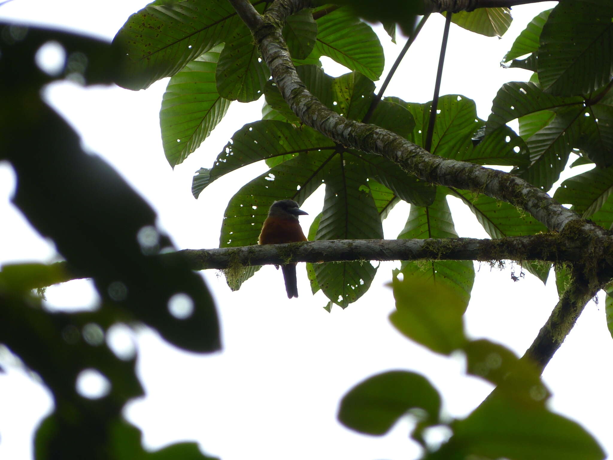 Image of Hapaloptila Sclater & PL 1881