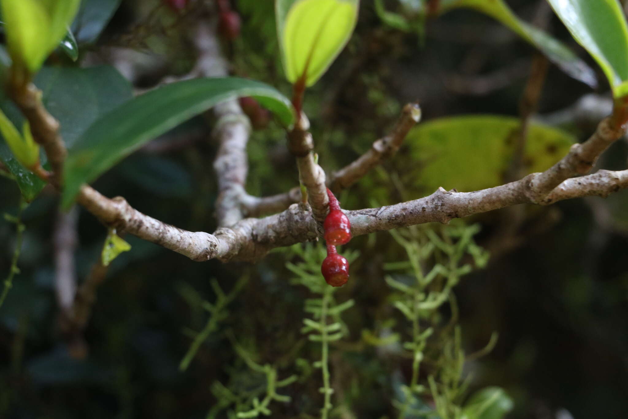 Image of Medinilla fuchsioides Gardn.