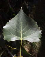 Image of Populus deltoides subsp. wislizenii (S. Wats.) Eckenwalder