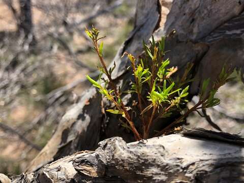 صورة Melaleuca decora (Salisb.) Britten