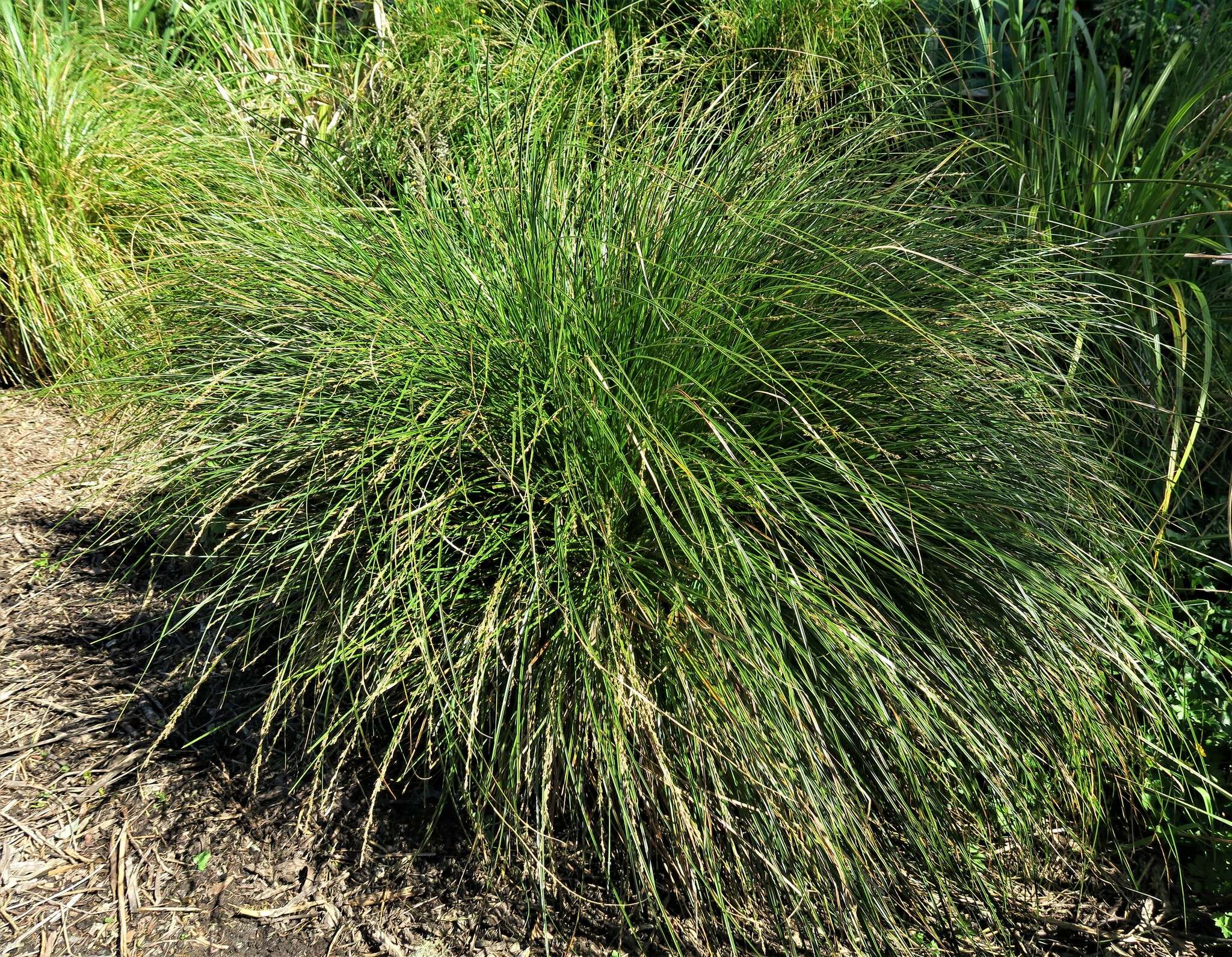 Image of Carex secta Boott