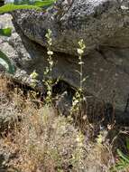 Image of variableleaf jewelflower