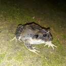 Image of Ruiz's robber frog