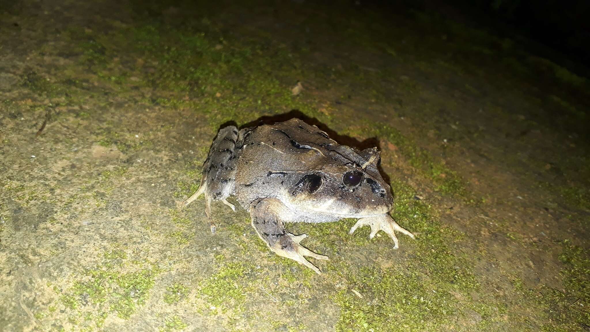 Image of Ruiz's robber frog