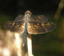 Слика од Rhyothemis obsolescens Kirby 1889