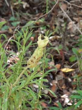 Image of Lavandula viridis L'Hér.