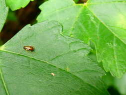 Image of Phyllodromica (Phyllodromica) maculata (Schreber 1781)