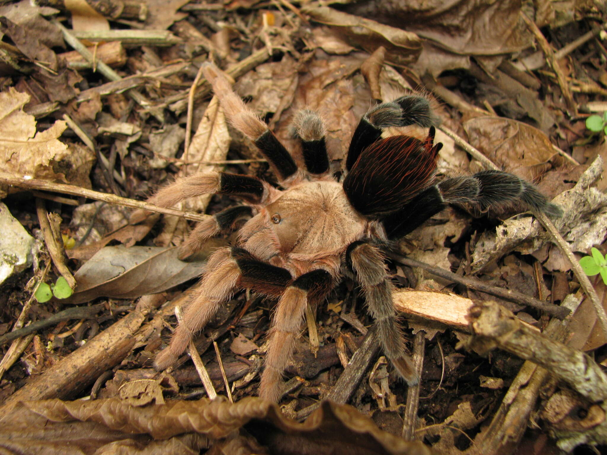 Image of Belize Cinnamon Tarantula