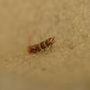 Image of Elm Midget