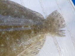 Image of False brill