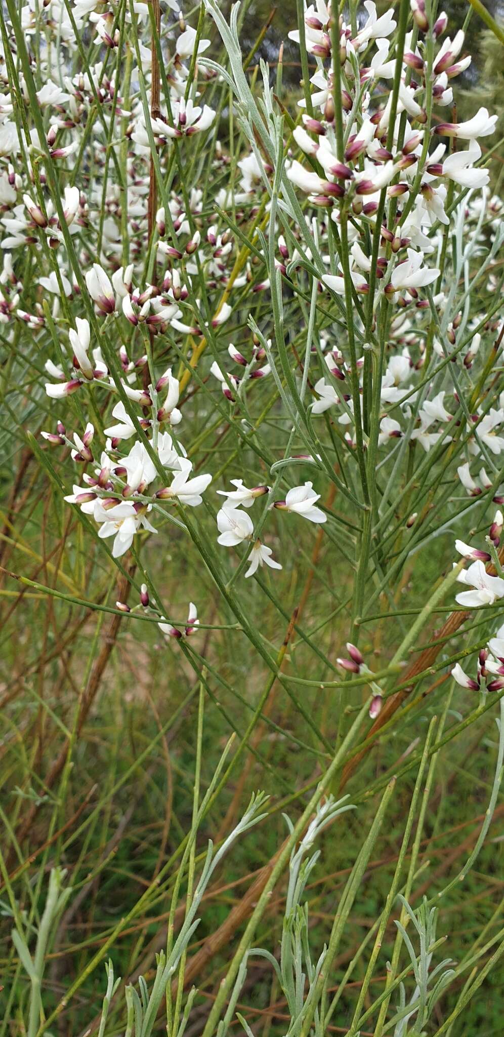 Image of Retama monosperma (L.) Boiss.