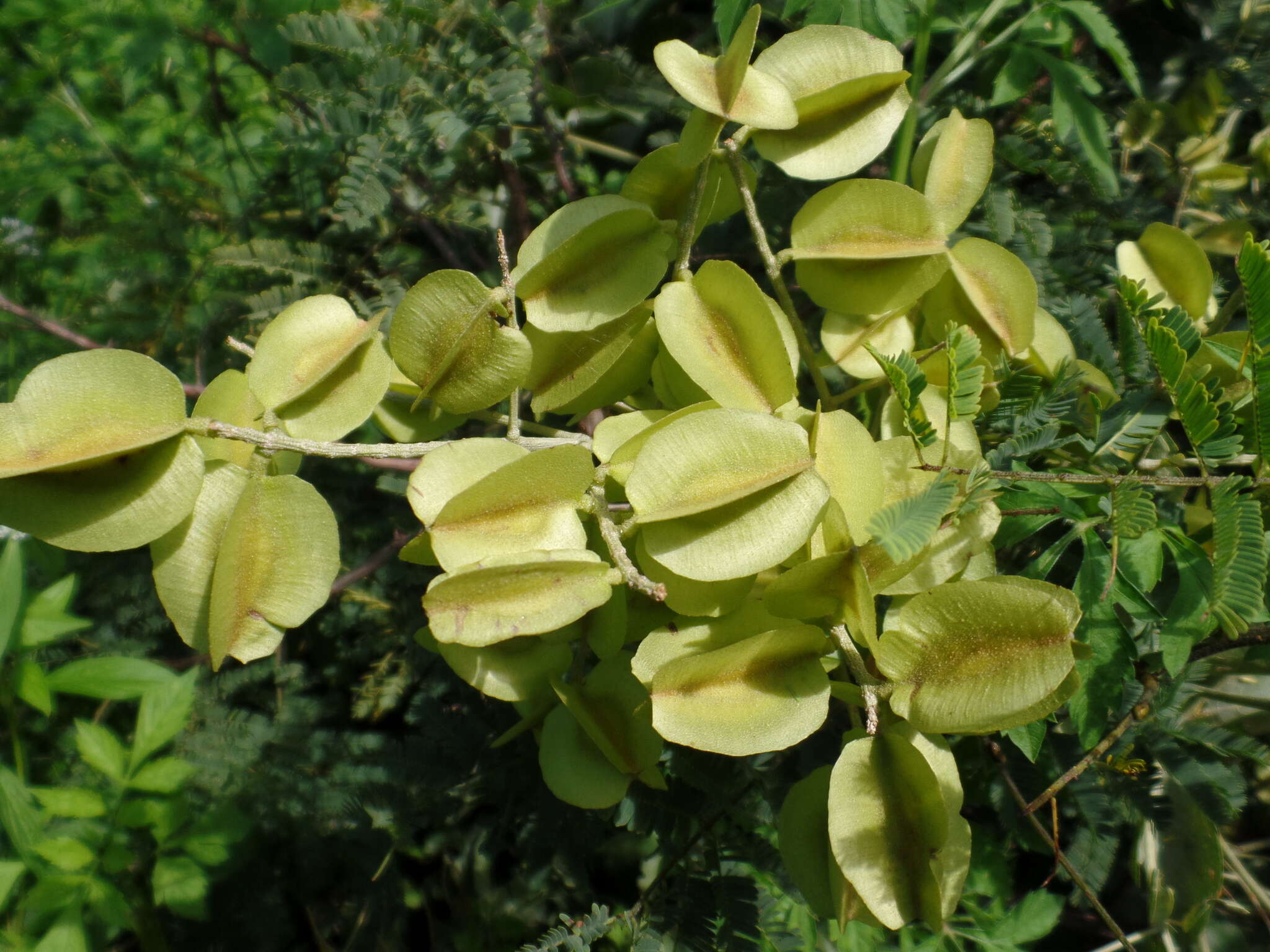 Imagem de Combretum leprosum Mart.