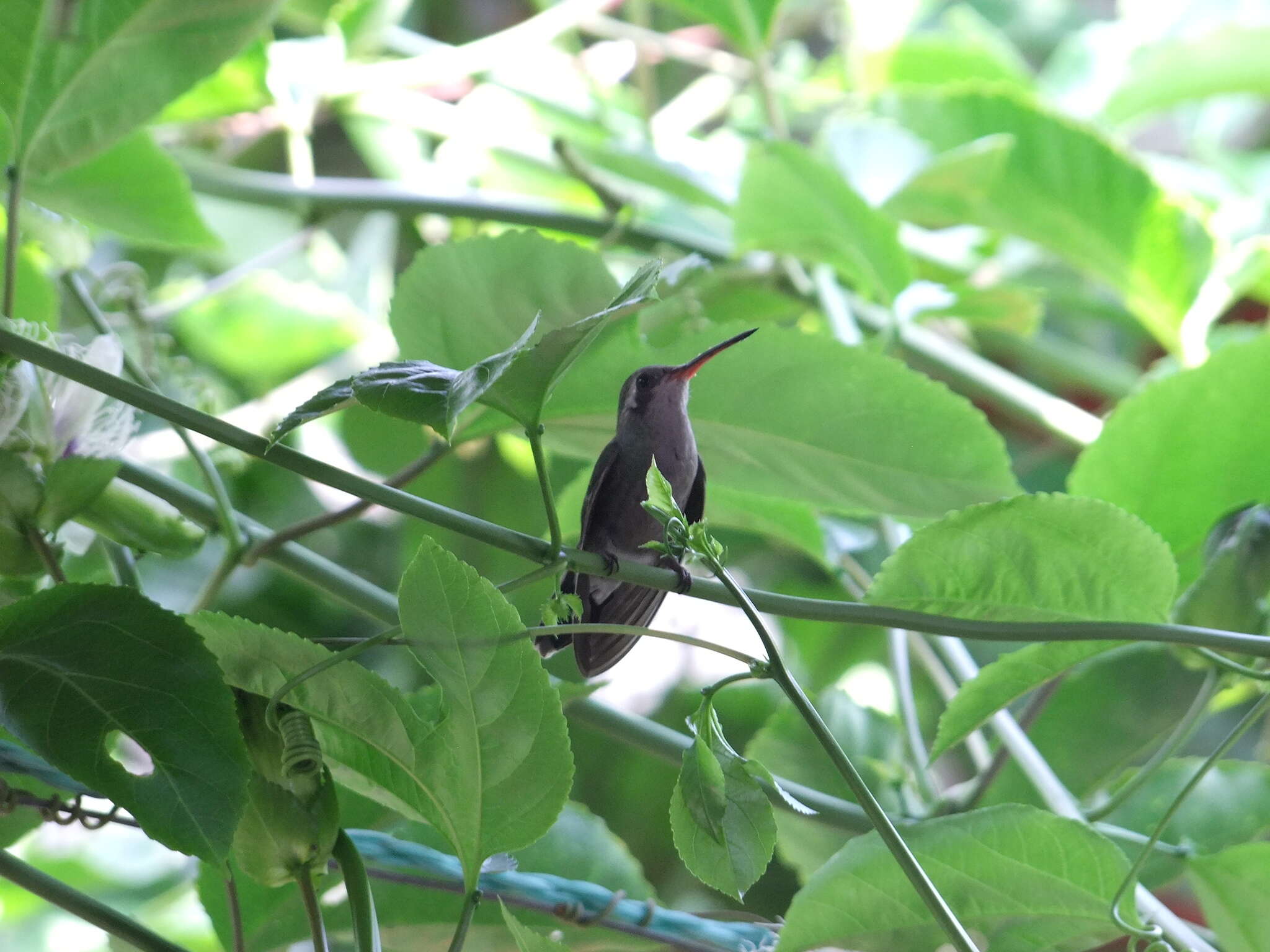 Plancia ëd Cynanthus auriceps (Gould 1852)