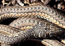 Image of Cape Sand Snake