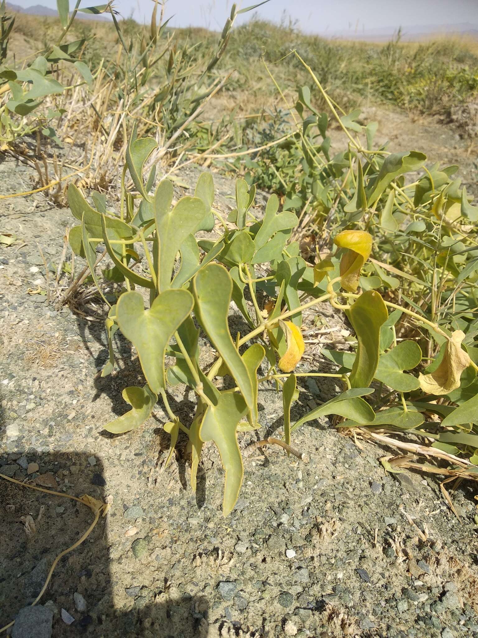 Image of Cynanchum acutum subsp. sibiricum (Willd.) K. H. Rechinger