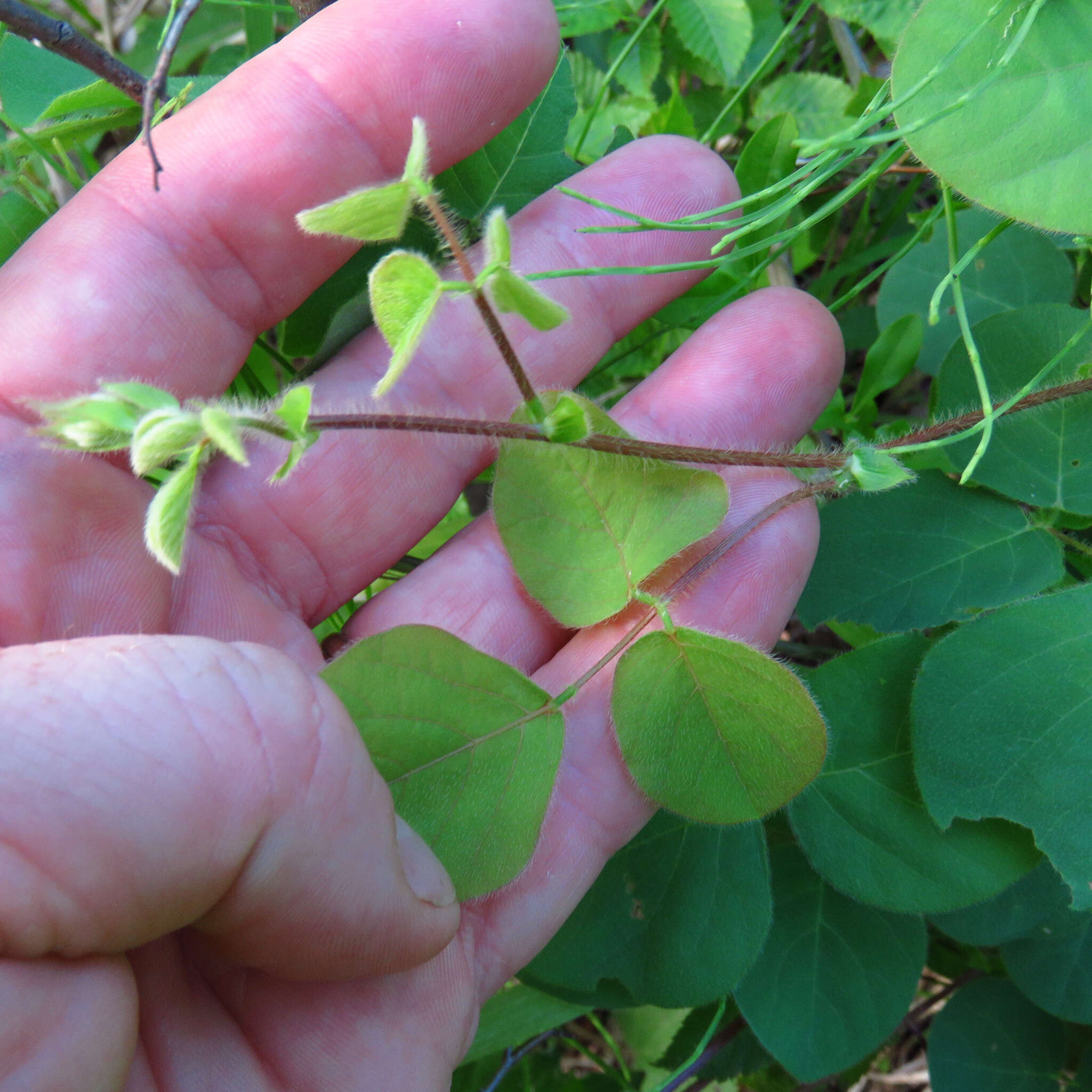 Sivun Desmodium rotundifolium (Michx.) DC. kuva