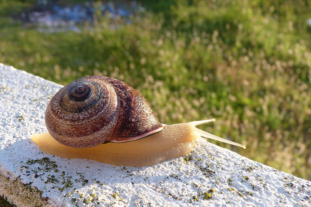 Image of Milk snail