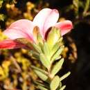 Image of Hairy Chinaflower