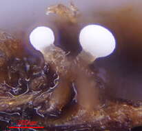 Image of Trichotheca P. Karst