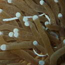 Image of Mushroom coral pipefish