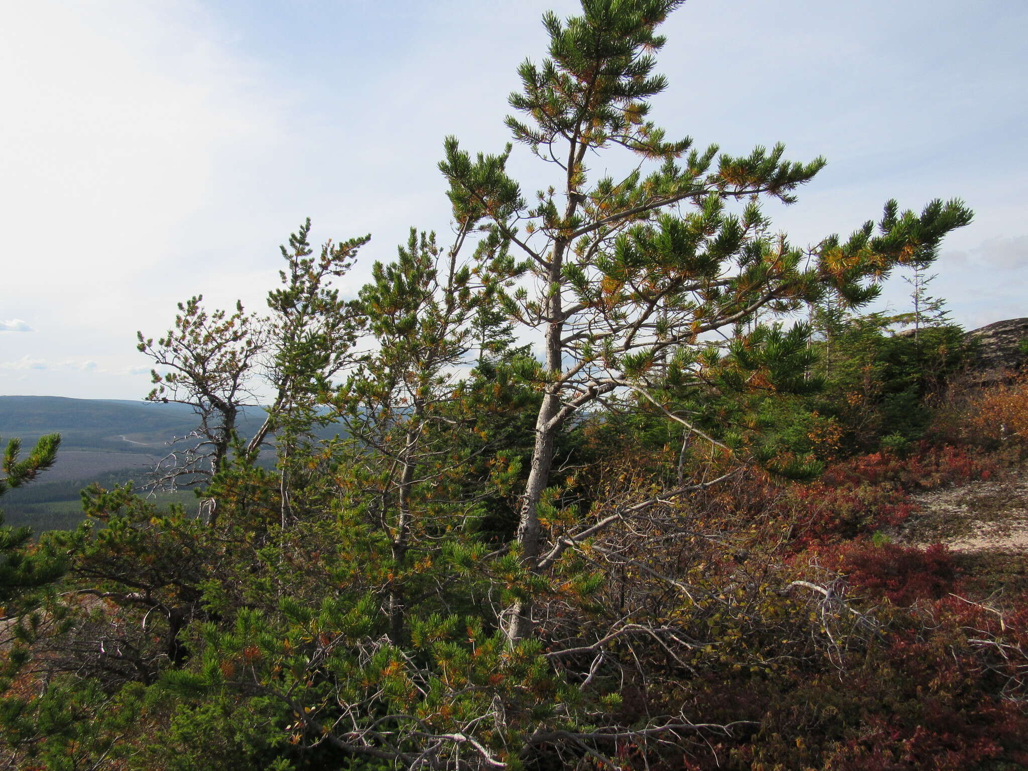 Image of jack pine