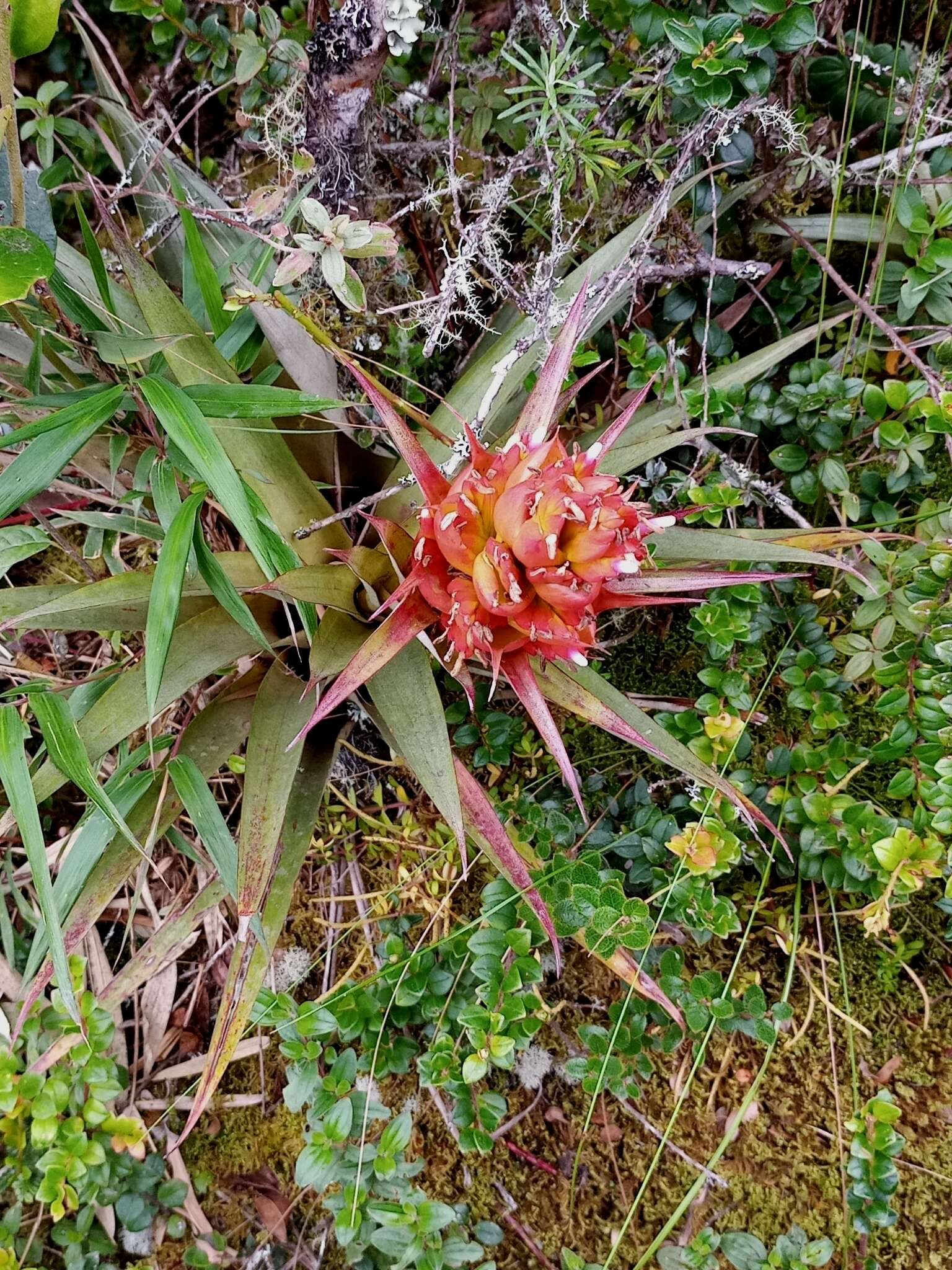 Tillandsia turneri Baker resmi