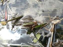 Image of Common Green Frog