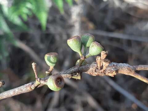 Image of Eucalyptus tenuiramis Miq.