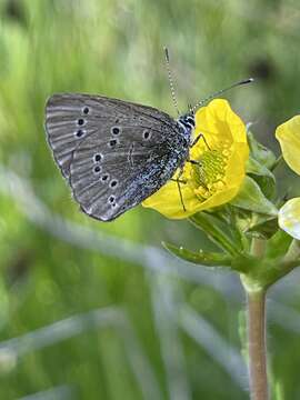 Imagem de Glaucopsyche lygdamus oro (Scudder 1876)