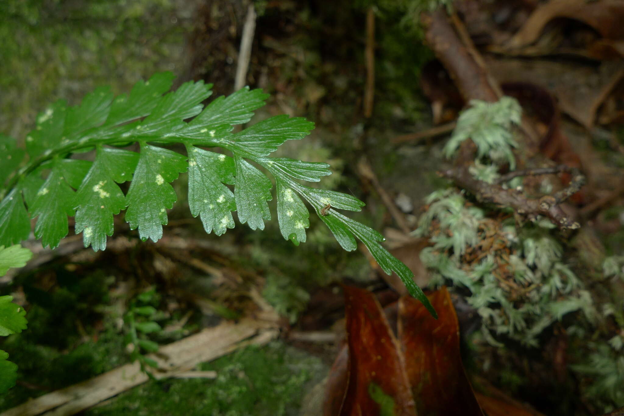 Image of Royal Spleenwort