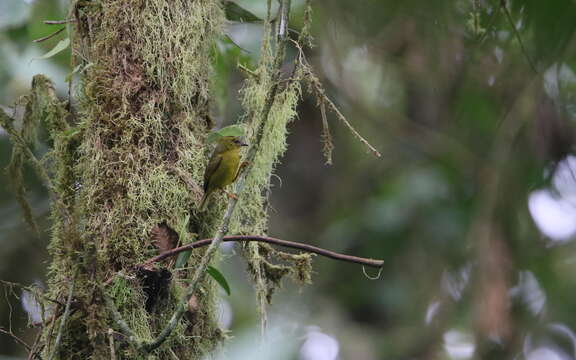 Image of Choco Warbler