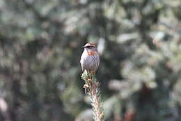 Image of Rufous-breasted Accentor