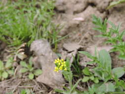 Image of woodland draba