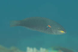 Image of Red-shoulder wrasse